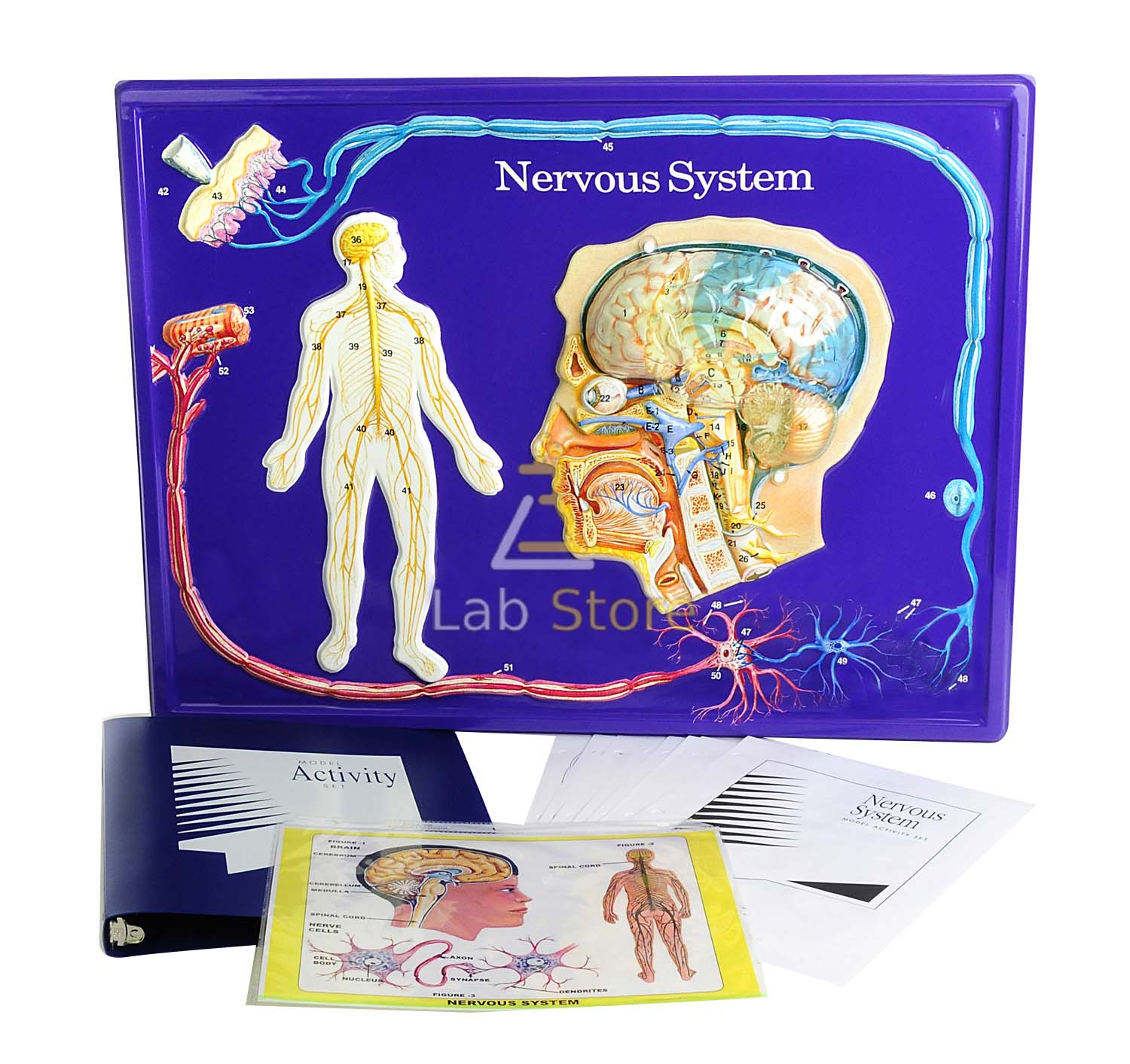 Human Nervous System Activity Model Set