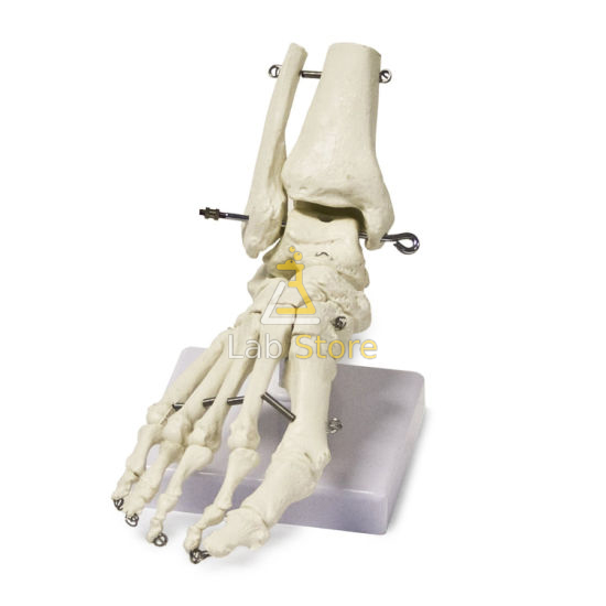 Human Foot Skeleton Model