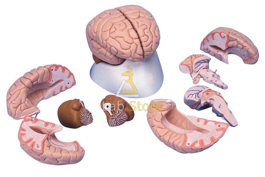 Life-Size Human Brain Model-8 Parts