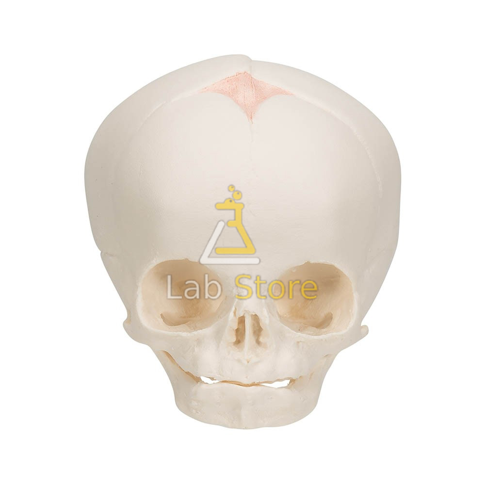 Human Foetal Skull Model