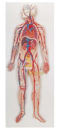 Circulatory System Model