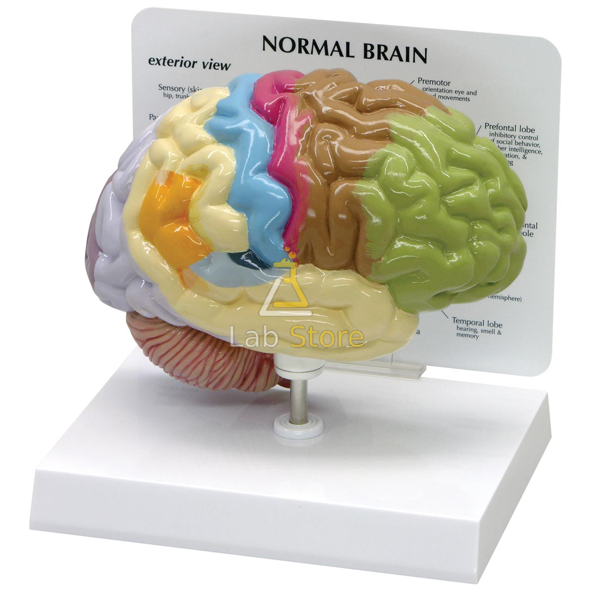 Half Human Brain Sensory/Motor Model