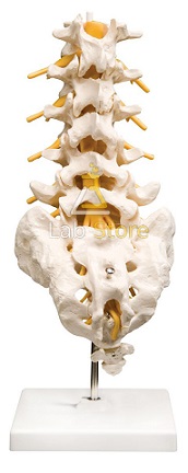Human Lumbar Spinal Column