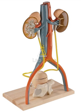 Free Standing Urinary System