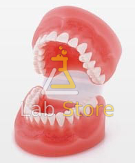 Deciduous Teeth Model