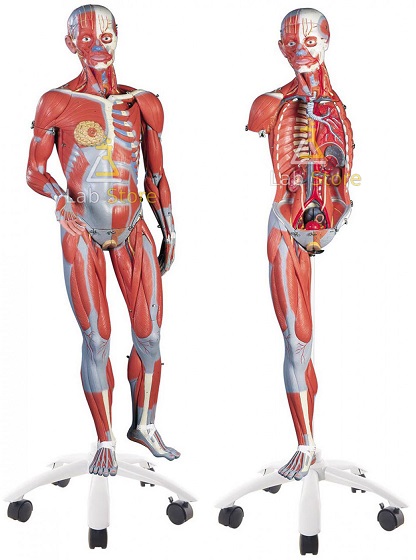3/4 Life-Size Dual-Sex Muscle Model