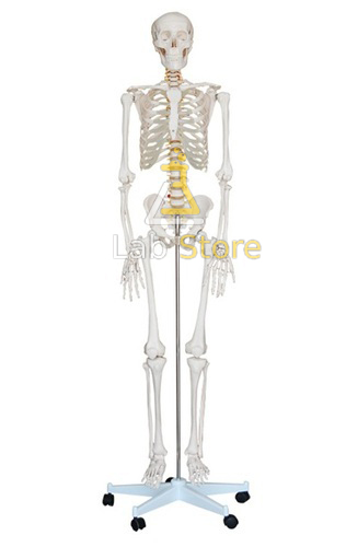 Transparent Human Skeleton Tall 85cm
