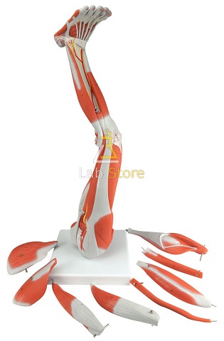 Muscle Leg Model