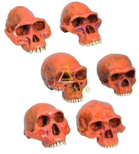 Prehistoric Man Skull Model