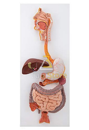 Digestive System Model