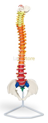 Color-Coded Flexible Spinal Column