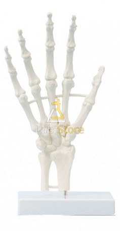 Human Hand Skeleton Model