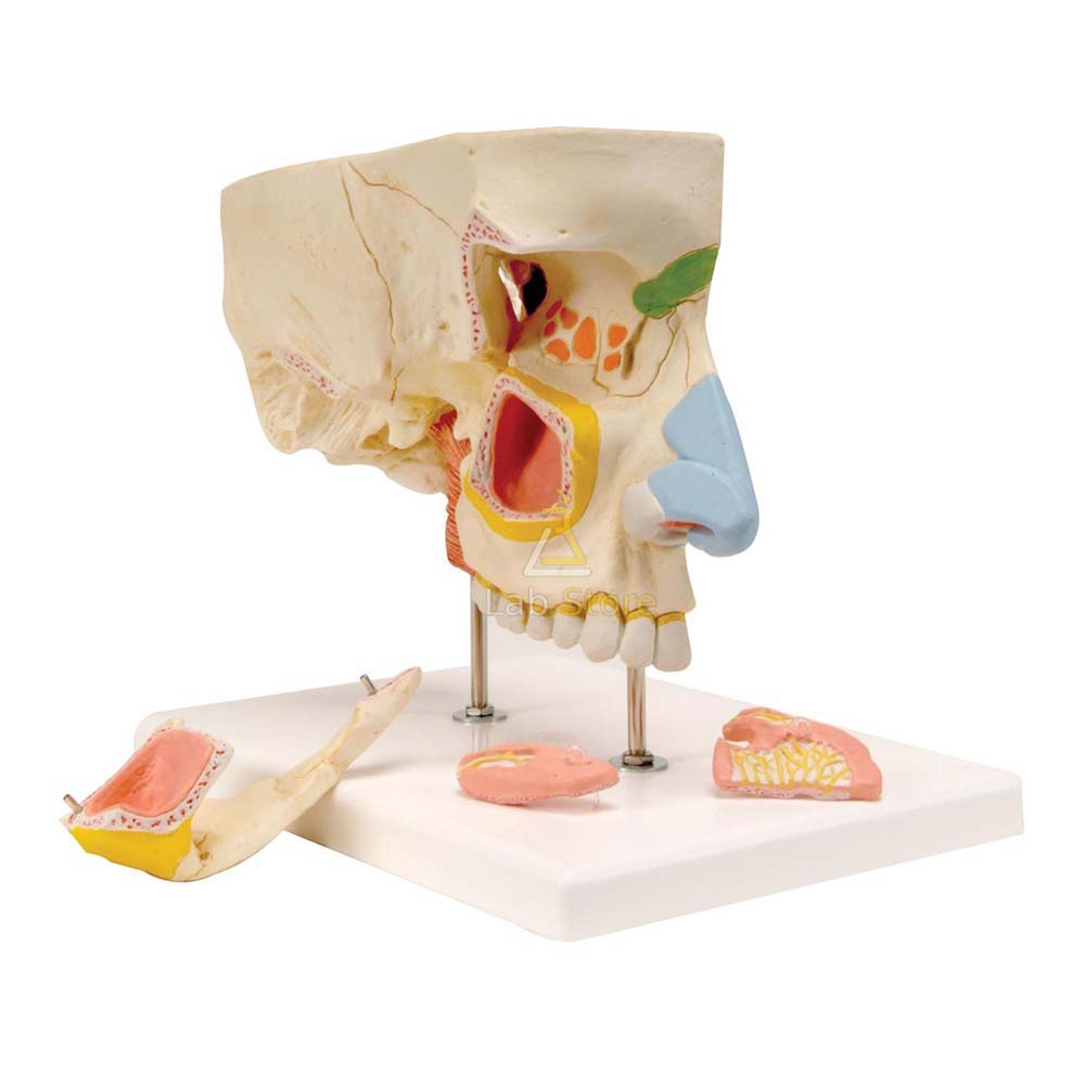 Nose With Paranasal Sinuses Model