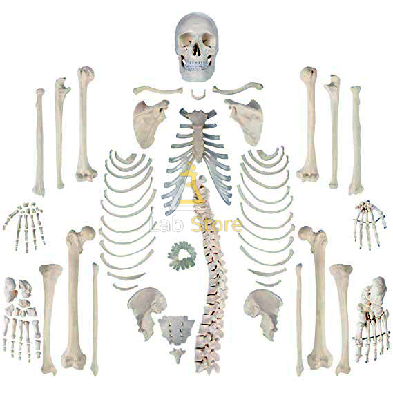 Human Disarticulated Skeleton Model