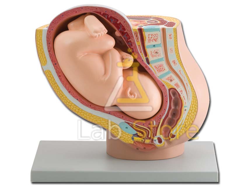 Pregnancy Pelvis With Mature Fetus