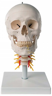 Human Skull Model on Cervical Spine