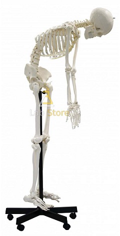 Full-Size Flexible Skeleton