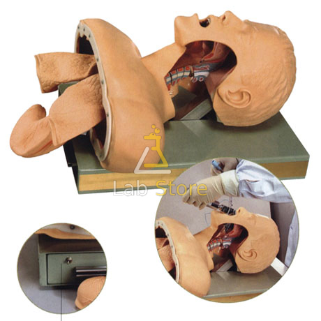 Airway Intubation Simulator Model