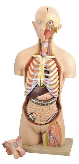 Human Torso Anatomy Model