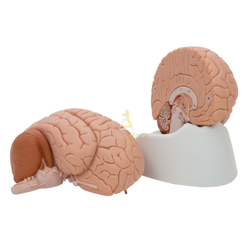 Human Brain Model, 2 Parts