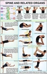 Spine and Related Organs Chart