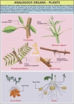 Analogous Organs Plants Chart